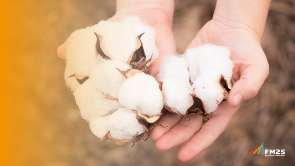 Algodão no Brasil: origem, produção e mercado atual