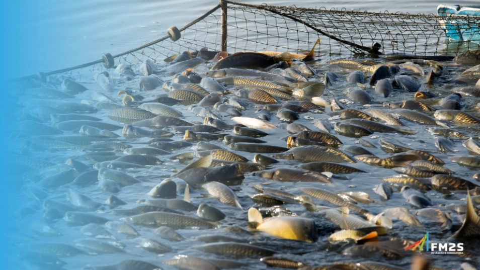 Engenharia de pesca