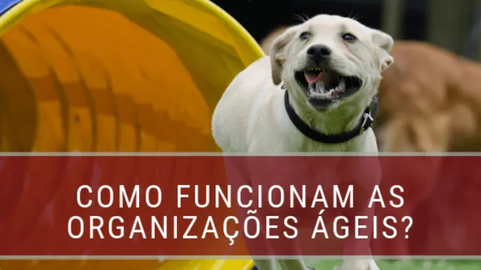 Quais as marcas registradas de organizações ágeis?